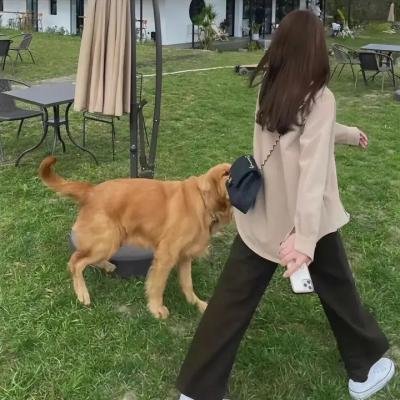 金装律师第二季